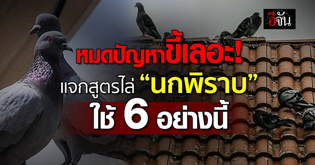 บ้านใครนกเยอะ กระซิบบอกวิธีให้! แจกสูตรไล่ “นกพิราบ” โดยใช้ 6 อย่างนี้ ได้ผลชะงัก