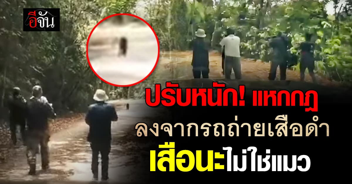 จับปรับจริง! ไกด์และนักท่องเที่ยวแหกกฎ ลงจากรถไล่บี้ถ่ายเสือดำ ณ เขาพะเนินทุ่ง