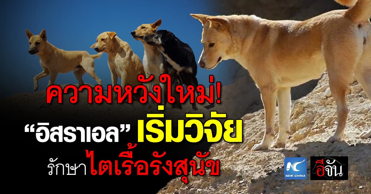 ความหวังใหม่! “อิสราเอล” เริ่มวิจัยแนวทางรักษา “ไตเรื้อรัง” ในสุนัข
