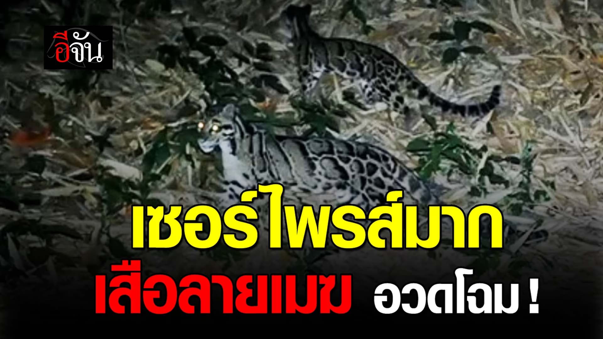 🎬 เซอร์ไพรส์มาก เสือลายเมฆ อวดโฉม