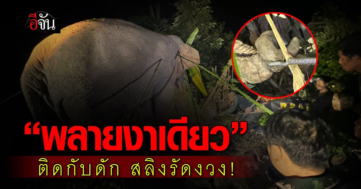 เร่งช่วยช้างป่า “พลายงาเดียว” หลังติดกับดัก สลิงรัดงวง!