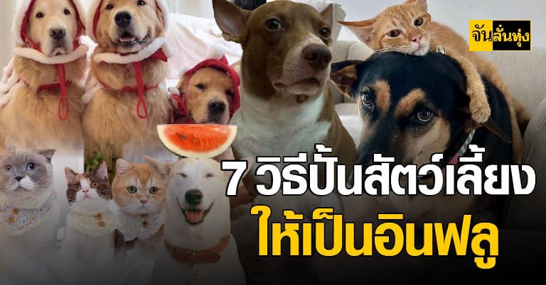 7 วิธีปั้นสัตว์เลี้ยงให้เป็นอินฟลู