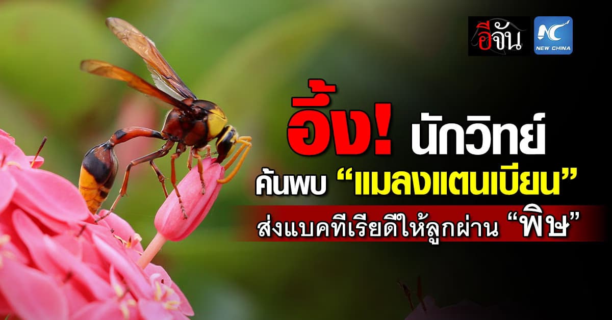 อึ้ง! เหล่านักวิทย์ พบ “แมลงแตนเบียน” ใช้วิธีส่งต่อแบคทีเรียดีให้ลูกผ่าน”พิษ” 