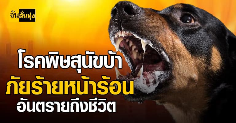 โรคพิษสุนัขบ้า  ภัยร้ายหน้าร้อน อันตรายถึงชีวิต