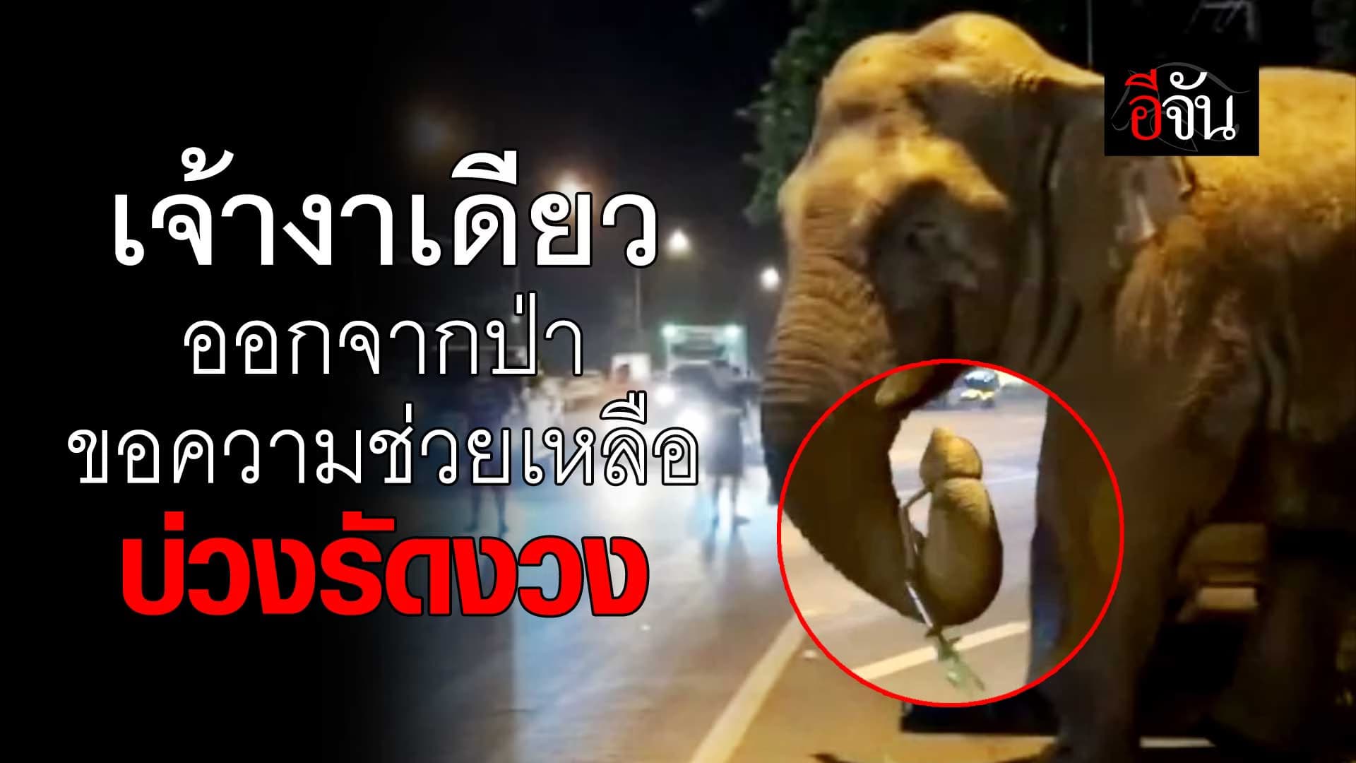 🎬 เจ้างาเดียว ออกจากป่า ขอความช่วยเหลือ โดนบ่วงรัดงวง