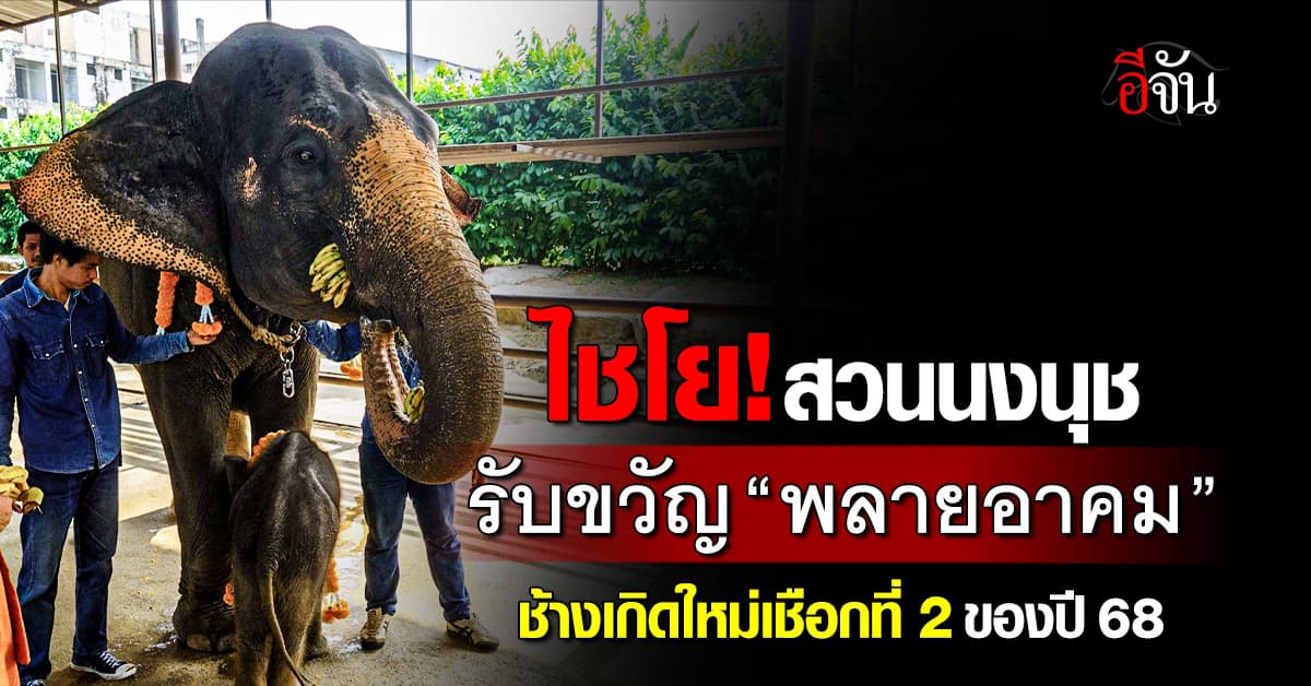 ว้าว! สวนนงนุช จัดงานใหญ่ รับขวัญ “พลายอาคม” ช้างเกิดใหม่เชือกที่ 2 ของปี 68  