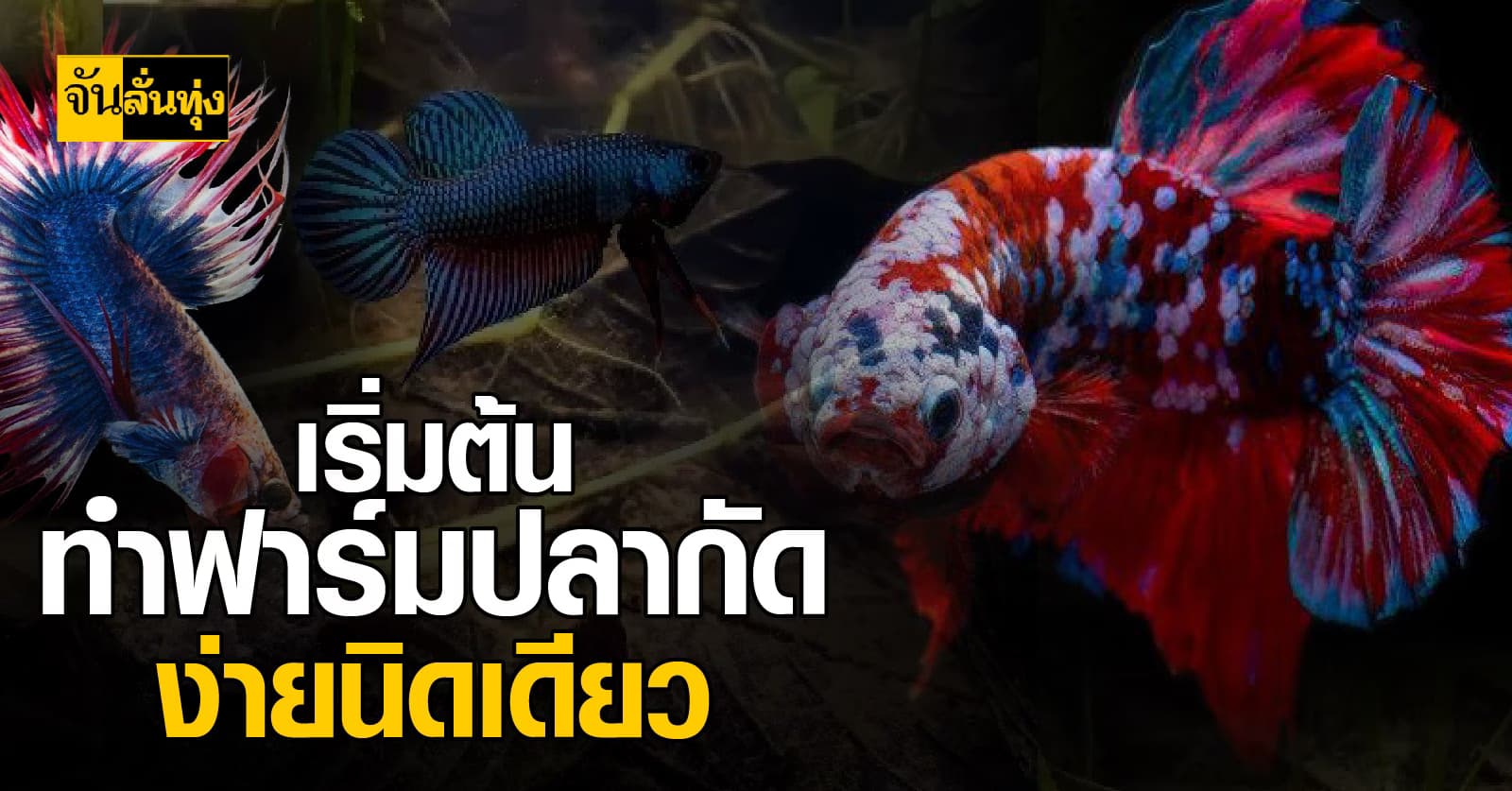 มือใหม่อยากทำฟาร์มปลากัดต้องอ่าน!