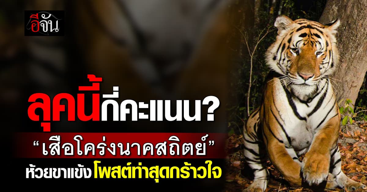  ลุคนี้กี่คะแนน? “เสือโคร่งนาคสถิตย์” ห้วยขาแข้ง โพสต์ท่าสุดกร้าวใจ 
