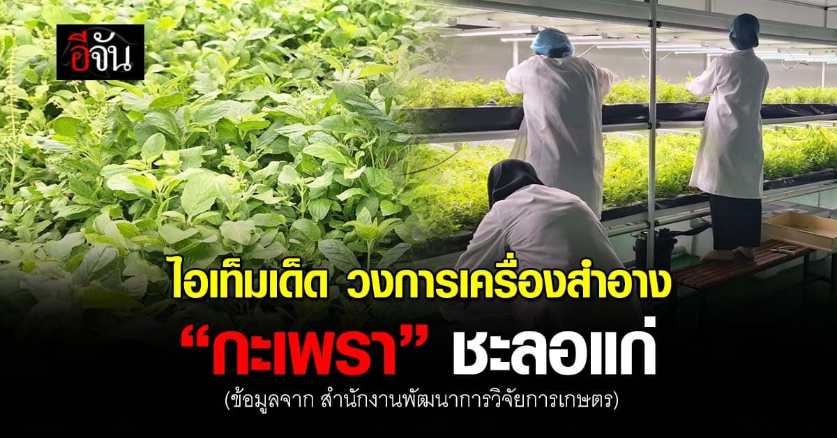 ARDA สร้าง Plant Factory ดัน กะเพรา เข้าวงการเครื่องสำอาง ต้านริ้วรอย ได้ 115%