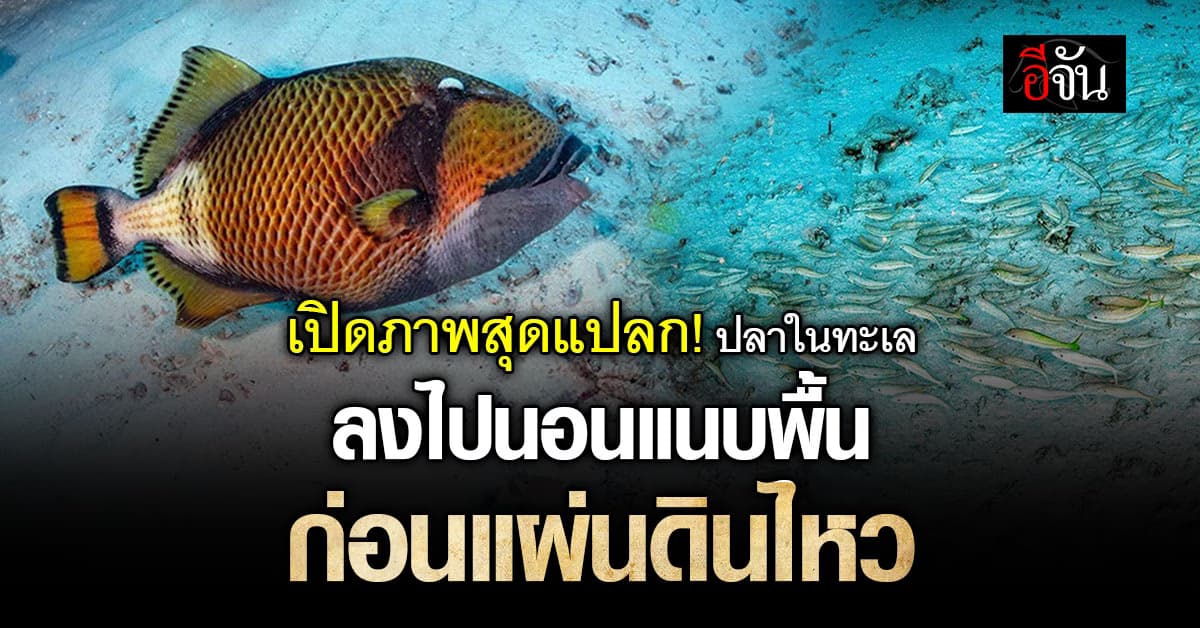 ไม่เคยเห็น! ดร.ธรณ์ เผยภาพสุดแปลก ปลาในทะเลลงไปนอนแนบพื้นก่อนแผ่นดินไหว