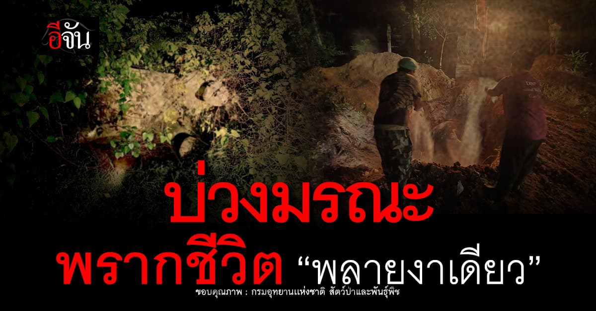 บ่วงมรณะ ภัยคุกคามช้างป่า พรากชีวิต พลายงาเดียว ช้างเขาใหญ่