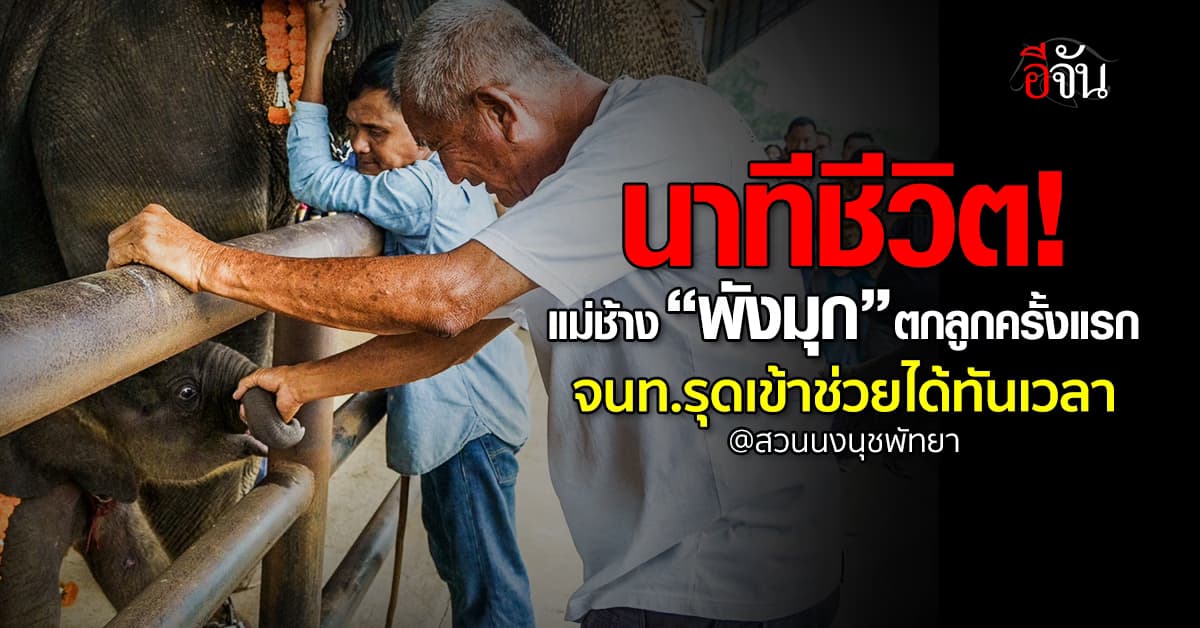 นาทีชีวิต! แม่ช้าง “พังมุก” สวนนงนุชพัทยาตกลูกครั้งแรก จนท.รุดเข้าช่วยได้ทัน  