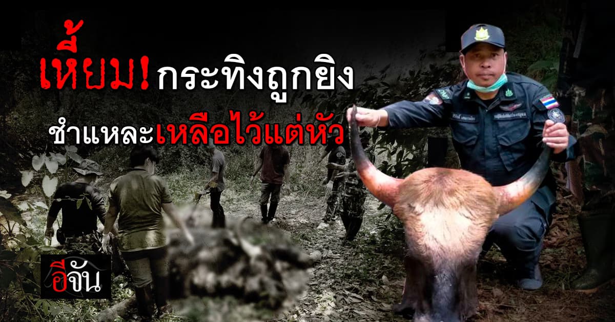 กระทิงถูกยิง! 2 ตัว ในพื้นที่ป่าสงวนแห่งชาติป่าเขาภูหลวง สลดใจ..ชำแหละไว้เหลือแต่หัว