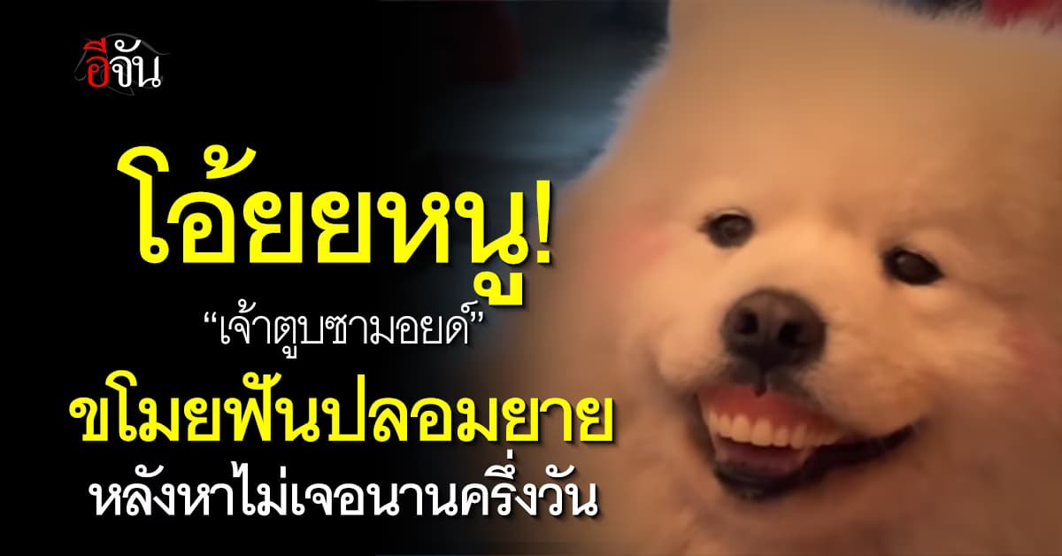 น่าเอ็นดู! “เจ้าตูบซามอยด์” ขโมยฟันปลอมยาย หลังหานานอยู่ครึ่งวัน   