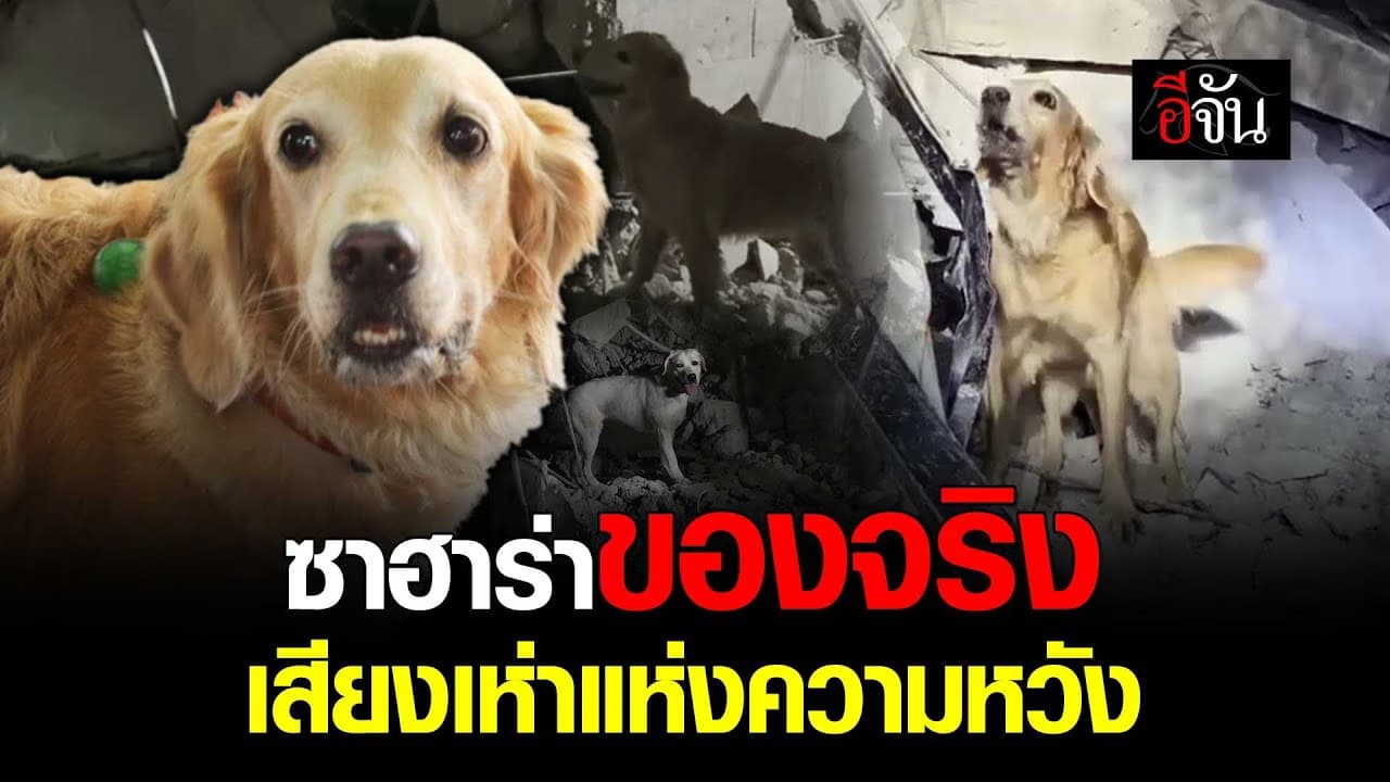 🎬 ซาฮาร่า K9 ของจริง เสียงเห่าแห่งความหวัง ค้นหาผู้รอดชีวิตใต้ซากตึกถล่ม