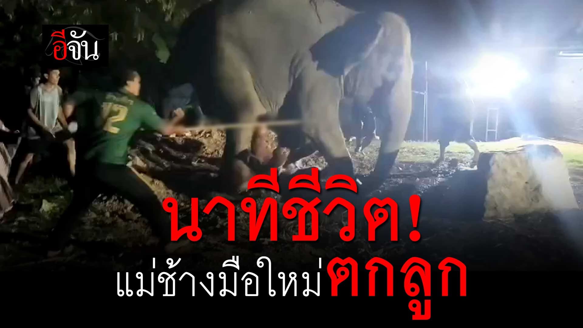 🎬 นาทีชีวิต! แม่ช้างท้องแรกตกลูก