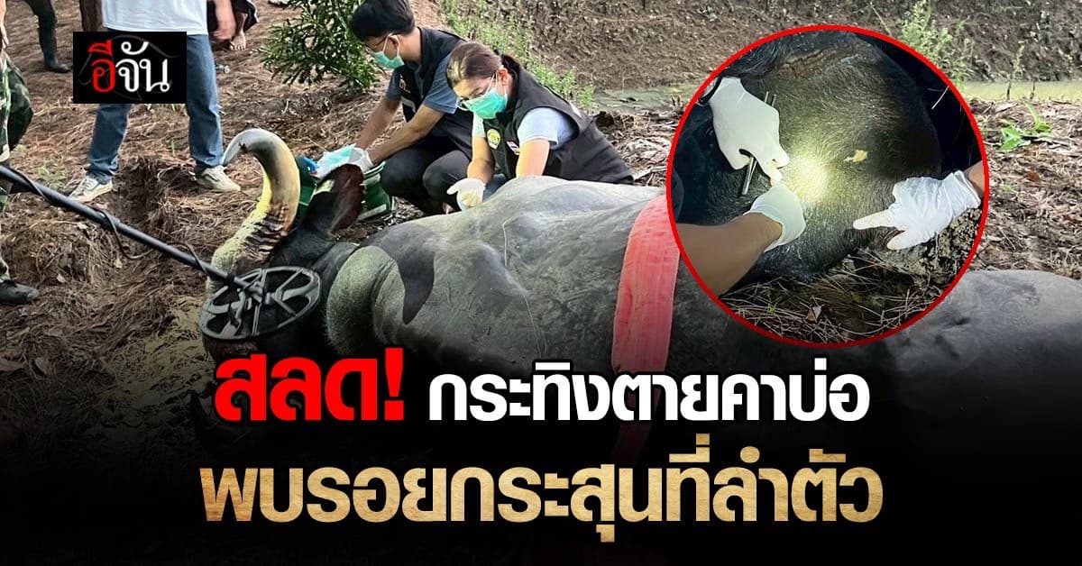 โหดร้าย ..ชาวบ้านร้องเจ้าหน้าที่ หลังพบกระทิงเพศเมีย  ลอยตายในบ่อน้ำ