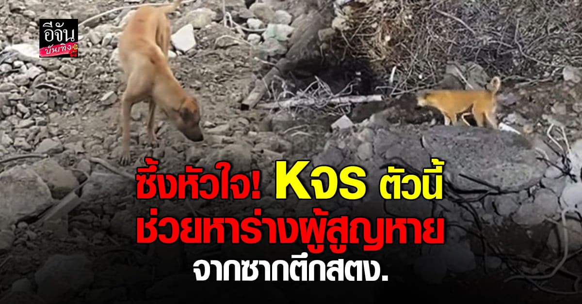 ซึ้งกินใจ! หมาจร หรือ Kจร หมาไร้เจ้าของ ช่วยหาร่างสูญหายในซากตึก