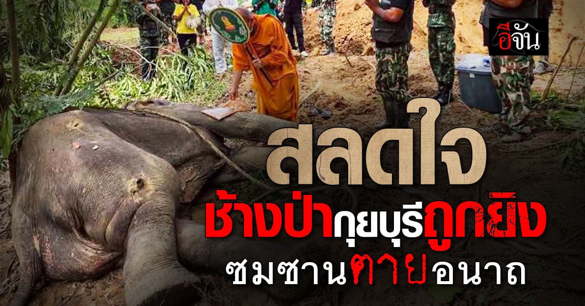 สะเทือนใจ! พบช้างป่ากุยบุรี ถูกยิงเป็นแผล ติดเชื้อรุนแรง ซมซานตายอนาถในแอ่งน้ำ