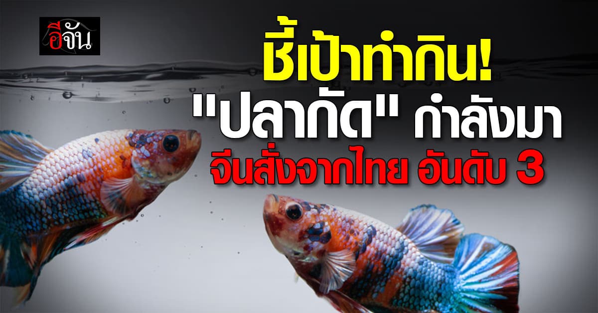 ก.พาณิชย์ ชี้เป้า จีน นำเข้า ปลากัดไทย อันดับ 3 และเพิ่มขึ้นเรื่อยๆ