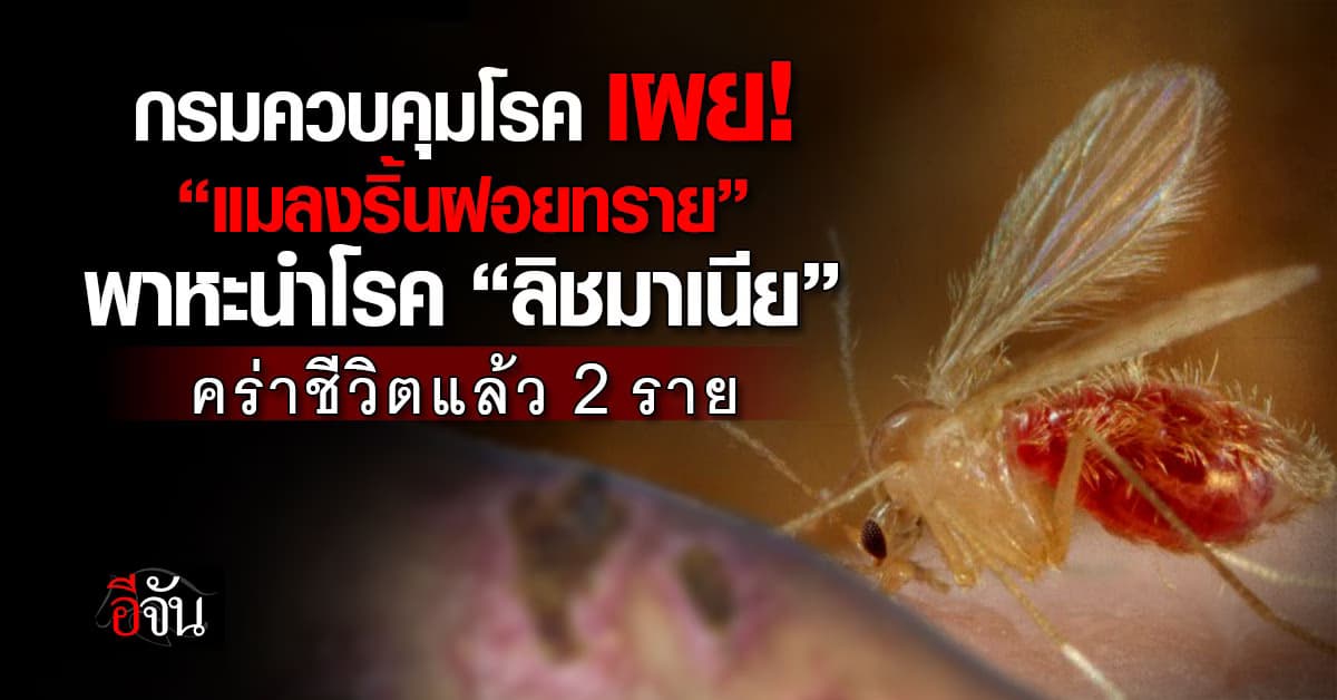 สธ.เตือน ระวัง! “โรคลิชมาเนีย” หลังพบตายอีก 2 ราย  