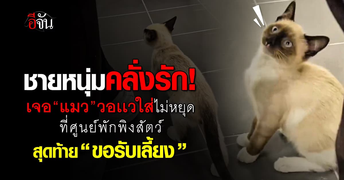 ชายหนุ่มไปศูนย์พักพิง เจอเหมียวดักรอ-วอแวไม่หยุด สุดท้ายตัดสินใจรับเลี้ยง 