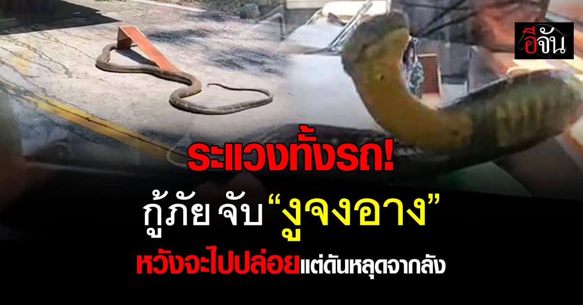 กลัว! กู้ภัย จับ “งูจงอาง 3 เมตร” หวังปล่อยป่าแต่ดันหลุดออกจากลัง 