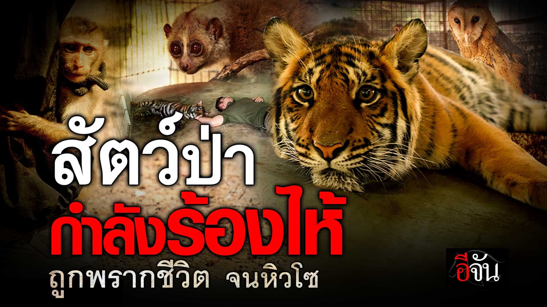 🎬 สัตว์ป่า กำลังร้องไห้ ถูกพรากชีวิต จนหิวโซ