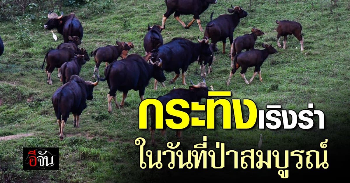 เปิดภาพประทับใจ! นักศึกษา พบฝูงกระทิงแก่งกระจาน ในโครงการสำรวจธรรมชาติ