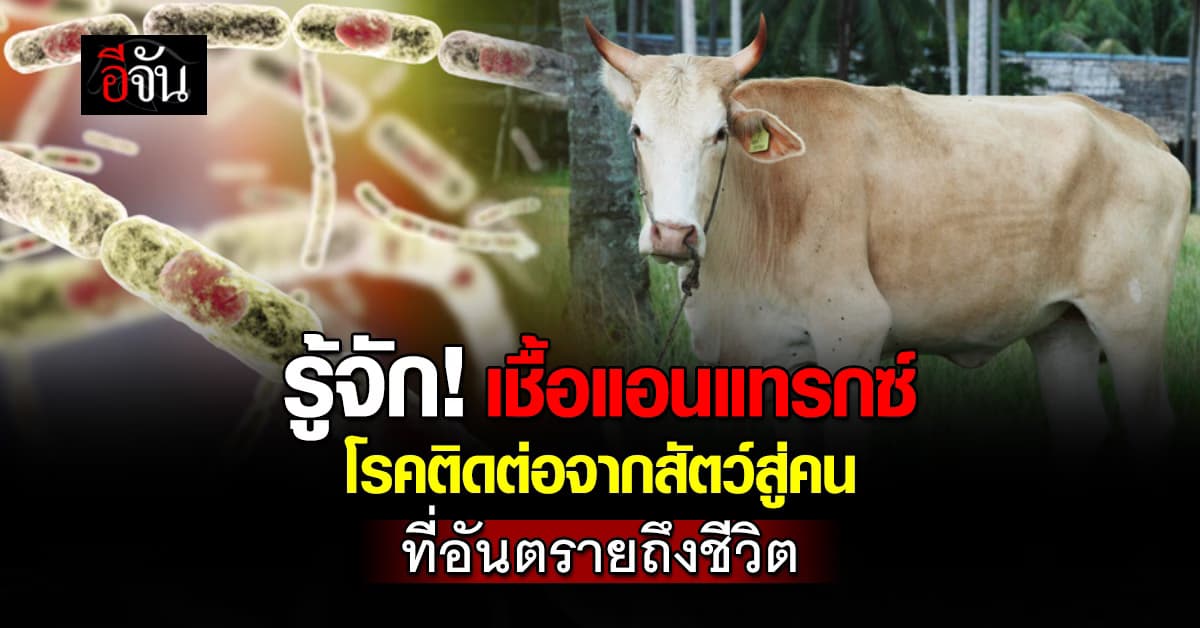 รู้จัก! โรคแอนแทรกซ์ เชื้อติดต่อจากสัตว์สู่คน ร้ายแรงถึงขั้นเสียชีวิต 
