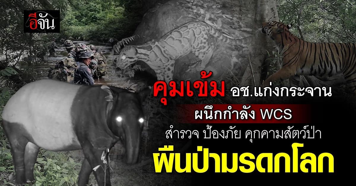 แก่งกระจานคุมเข้มผืนป่ามรดกโลก หลังพบสัตว์ป่าหายาก เพิ่มขึ้น และ กลุ่มคนพกอาวุธเดินผ่านกล้อง