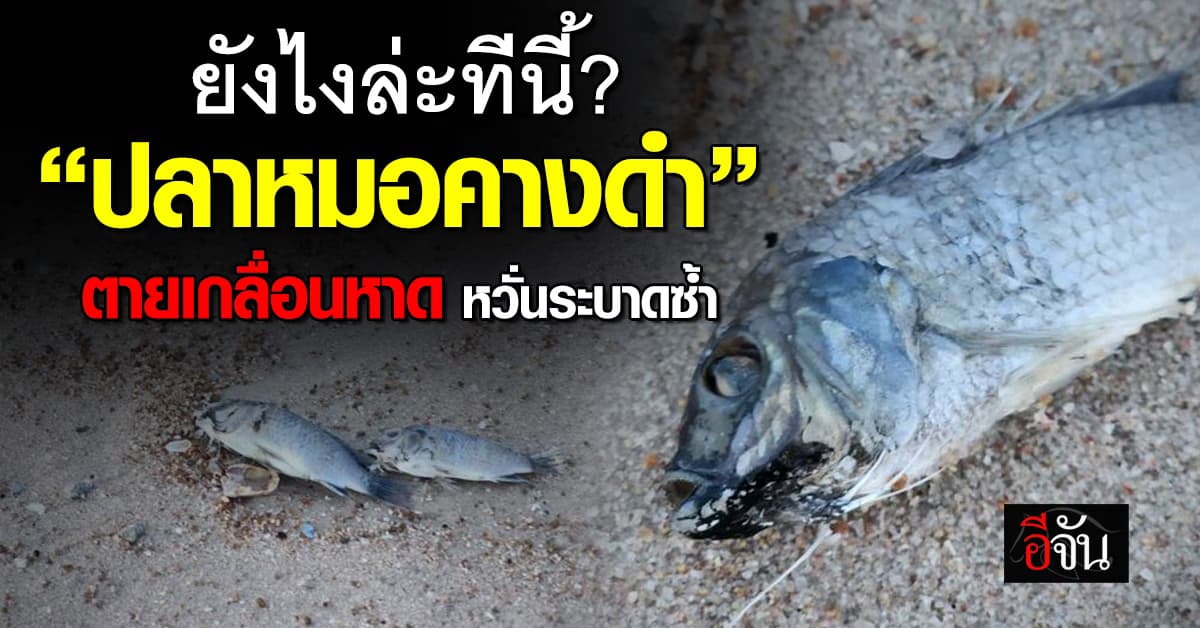 ตะลึง! ปลาหมอคางดำ ตายเกลื่อนชายหาดชะอำ ยาวจนถึงหัวหิน
