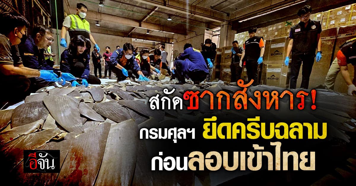 สกัดทัน! กรมศุลฯ ยึดครีบฉลาม 402 ชิ้น ก่อนลอบเข้าไทย