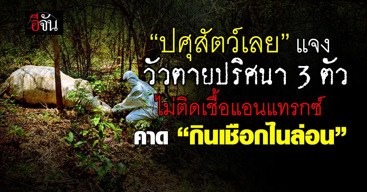 “ปศุสัตว์เลย” ยัน วัวตายปริศนา 3 ตัว ไม่ได้ติดเชื้อแอนแทรกซ์ คาด “กินเชือกไนล่อน”