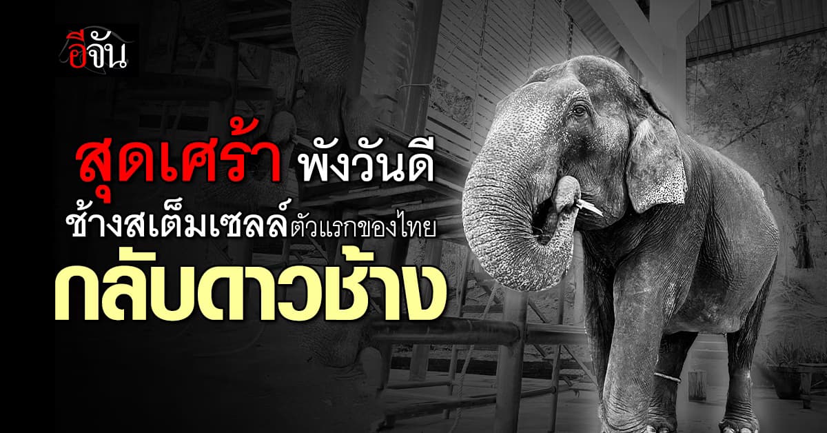 พังวันดี ช้างสเต็มเซลล์กลับดาวช้างแล้ว หลังป่วยเนื้องอก 16 ปี