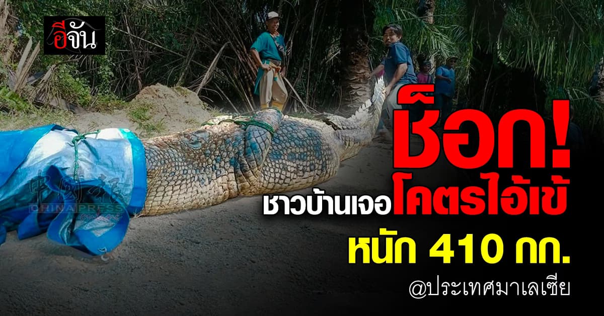 ตัวบึ้มๆ! ชาวบ้านมาเลเซียเจอโคตรไอ้เข้ หนัก 410 กก. กลางสวนปาล์มน้ำมัน  
