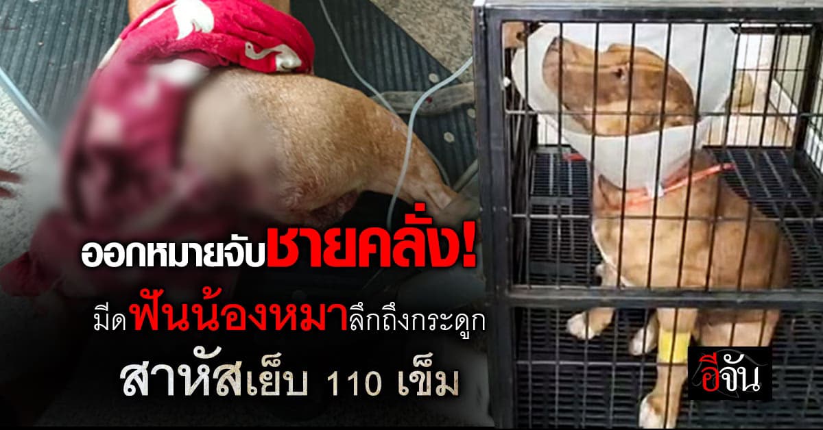 ออกหมายจับชายคลั่ง! มีดฟันน้องหมา แผลลึกถึงกระดูก สาหัสเย็บ 110 เข็ม 