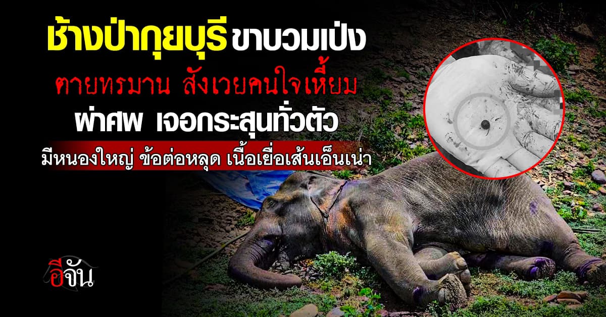 เศร้า! ช้างป่ากุยบุรี ขาบวม ถูกยิงตายทรมาน