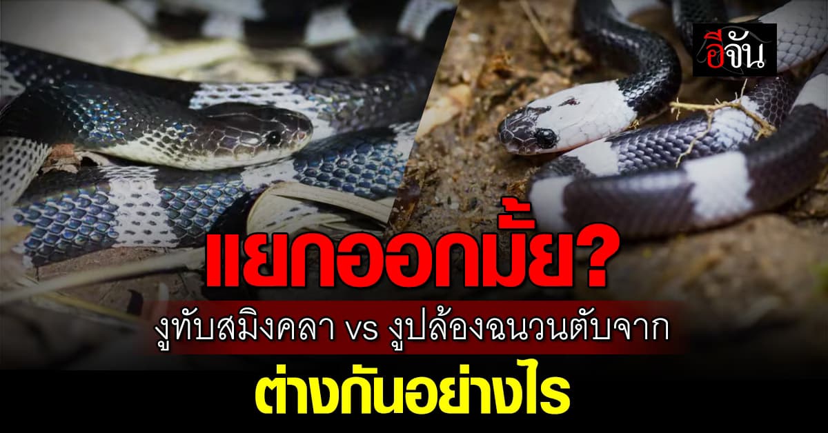 เเยกให้ออก! งูทับสมิงคลา vs งูปล้องฉนวนตับจาก เหมือนกันเเค่ลวดลาย  