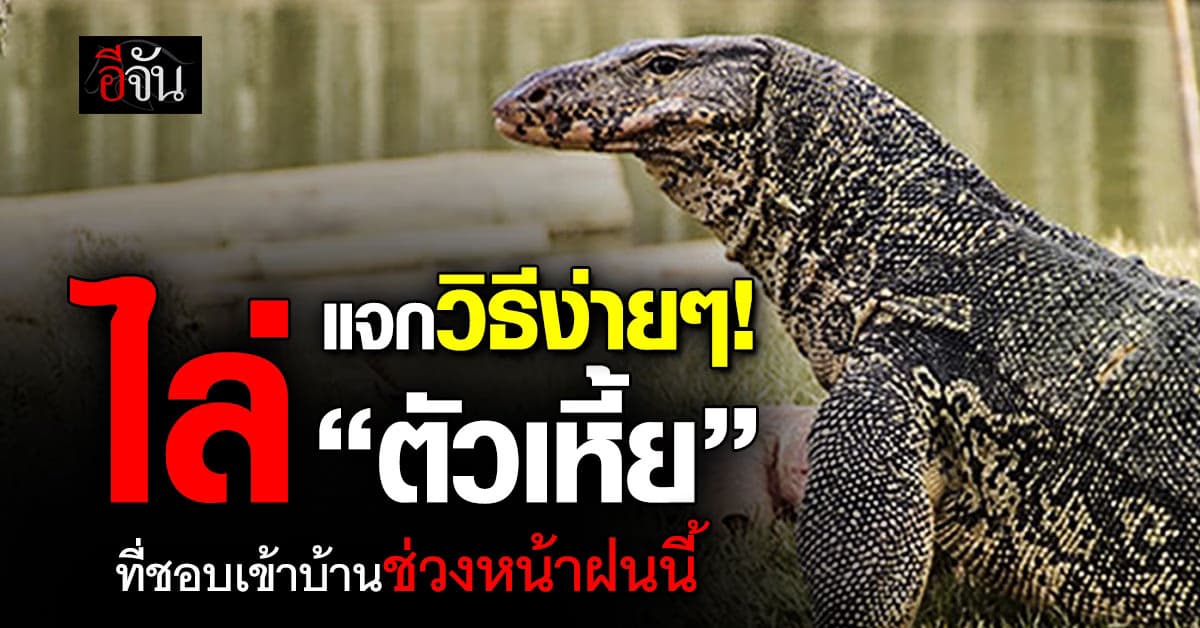 ออกไป! แจกวิธีไล่ “ตัวเหี้ย” ที่ชอบมาช่วงหน้าฝนแถมเข้าบ้านเราอีก