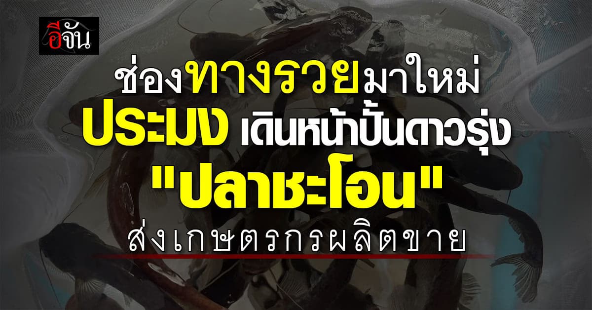 กรมประมง เร่งขยายพันธุ์ ปลาชะโอน ดาวรุ่งดวงใหม่ วงการเศรษฐกิจ