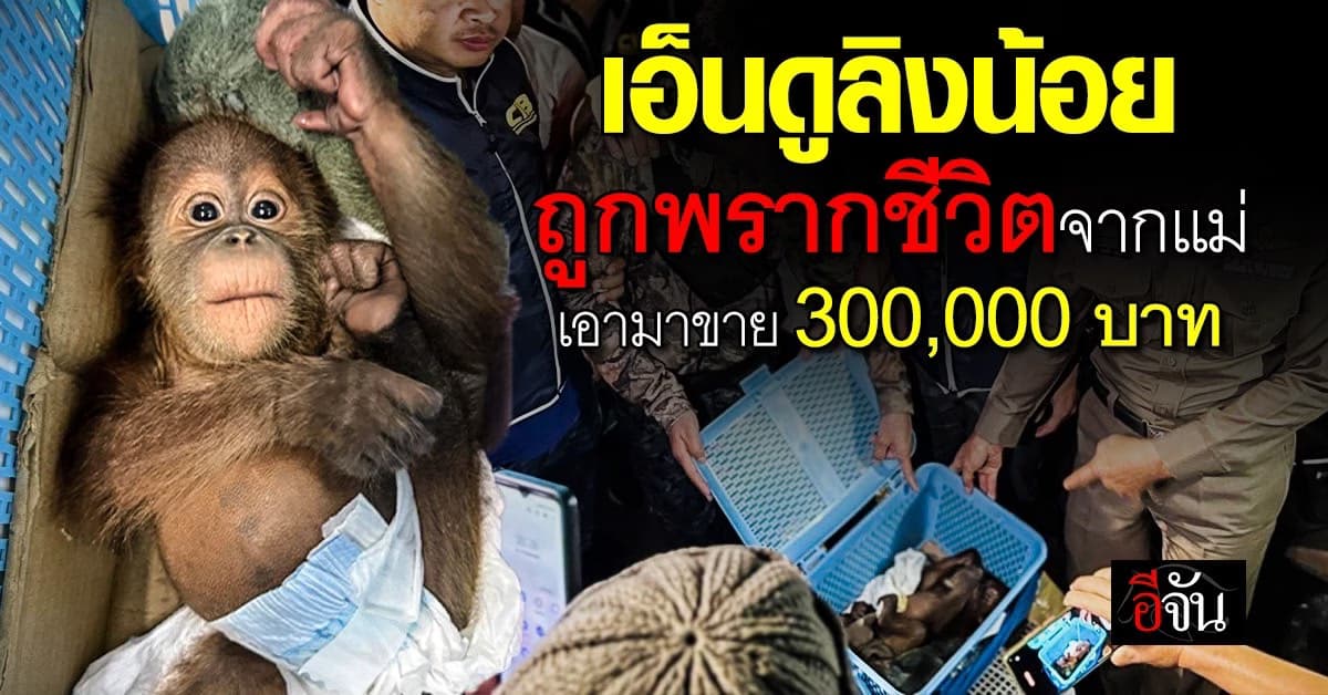 รอดแล้วนะลูก ! ลูกลิงอุรังอุตัง ถูกพรากจากอกแม่ เอามาขายตัวละ 300,000 บาท