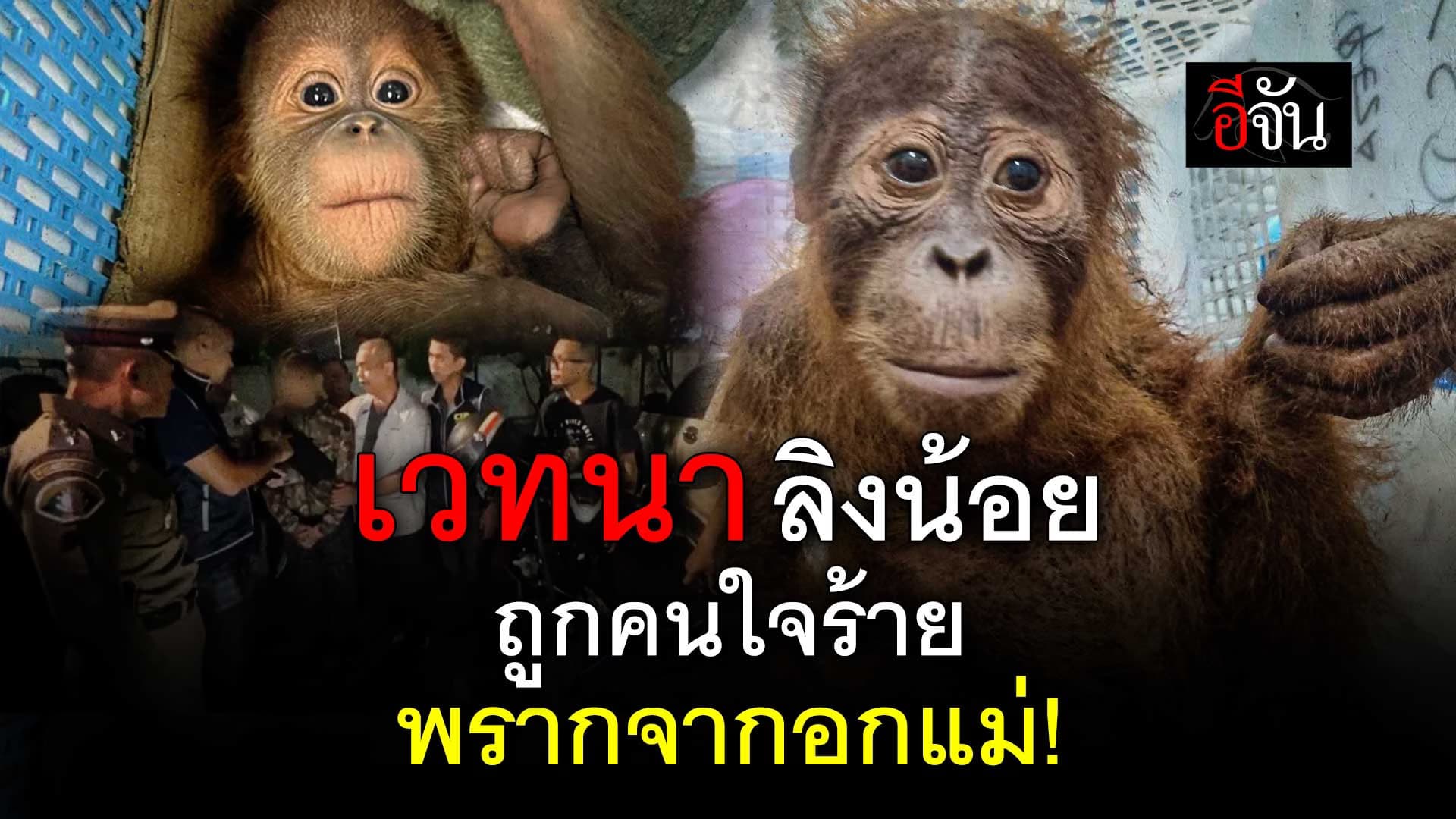 🎬 เวทนา ลิงน้อย ถูกคนใจร้าย พรากจากอกแม่!