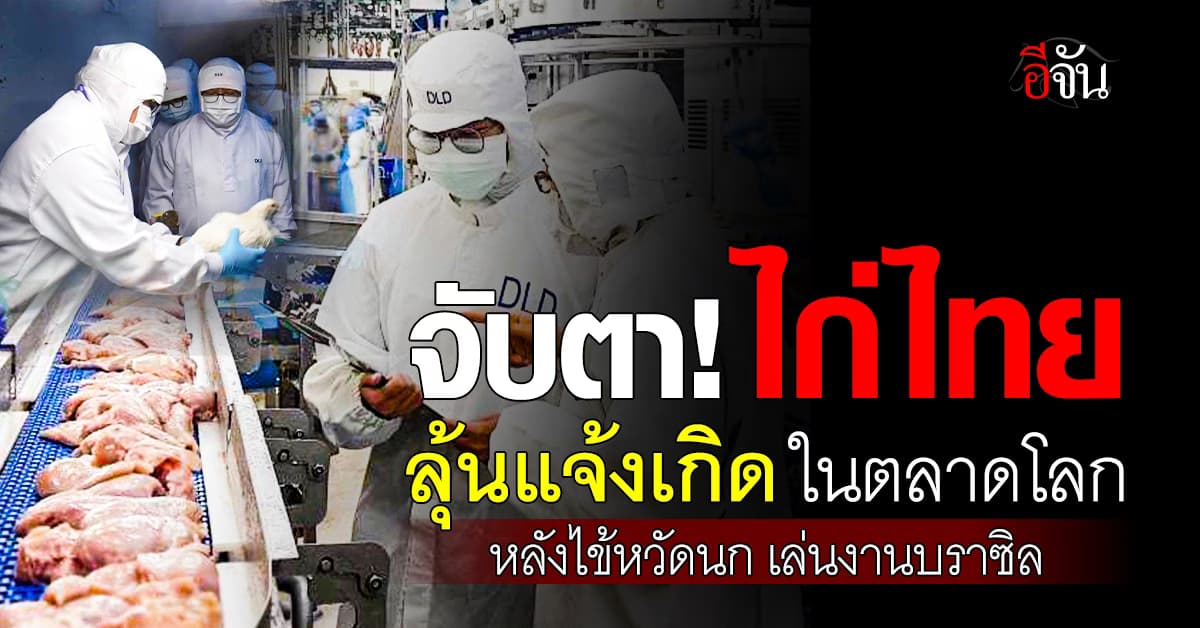 ไทยลุ้น ส่งออกไก่ ยอดพุ่ง หลัง บราซิล เจอพิษ ไข้หวัดนก