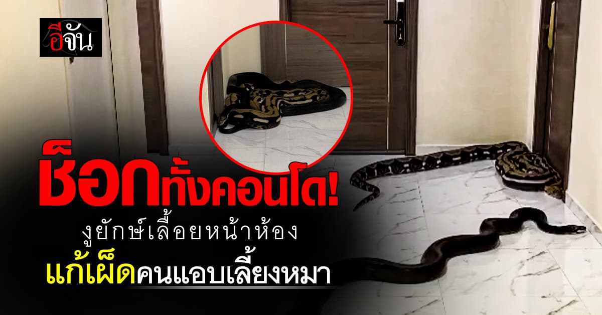 ช็อกทั้งคอนโด! ลูกบ้านปล่อยงูยักษ์เลื้อยหน้าห้อง แก้เผ็ดคนแอบเลี้ยงหมา 