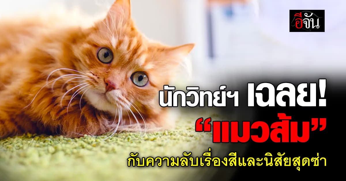 นี่แหละคำตอบ! นักวิทย์ฯ เฉลยแล้ว จุดกำเนิดของ “แมวส้ม”  