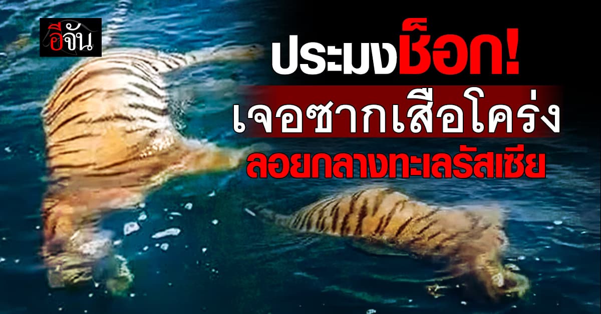 ช็อก! ประมงรัสเซียเจอ “ซากเสือโคร่ง” ลอยกลางทะเล