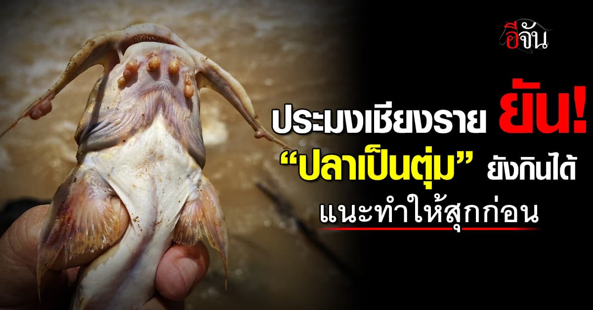 ประมงเชียงราย ยัน! “ปลาเป็นตุ่ม” ยังกินได้ แนะทำให้สุกก่อน  