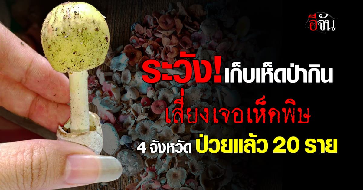 ระวัง! กรมควบคุมโรค เตือน เก็บเห็ดป่ากิน เสี่ยงเจอเห็ดพิษ 4 จังหวัด ป่วยแล้ว 20 ราย 