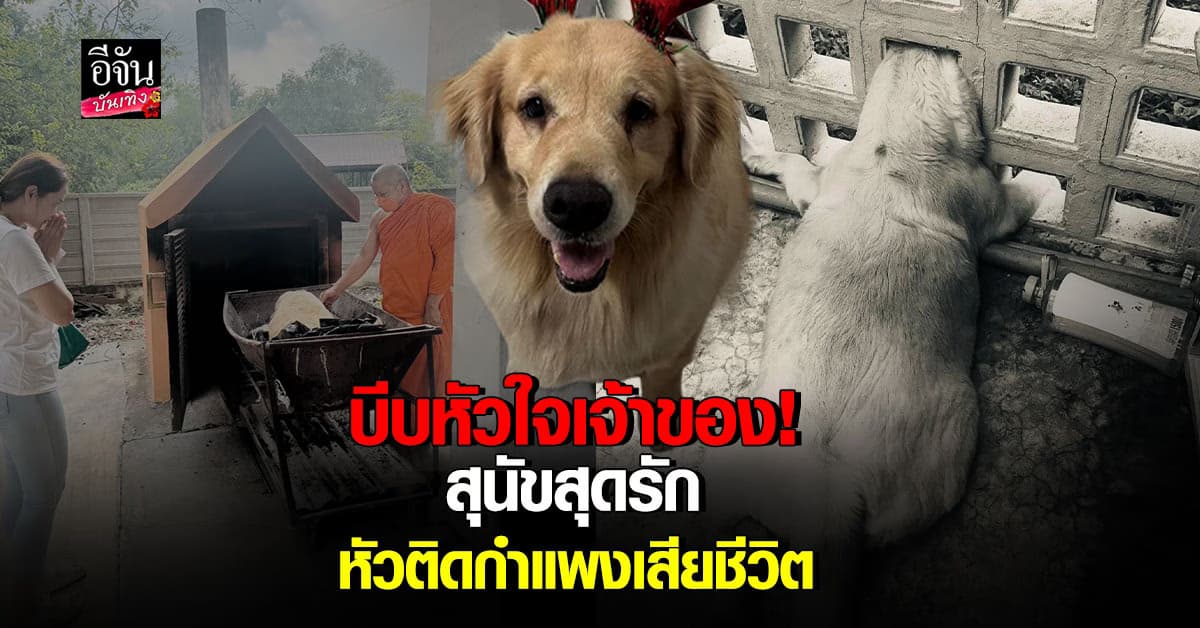 เจ้าของโพสต์เศร้า! น้องคาปู สุนัขสุดรัก เสียชีวิต หลังหัวติดกำแพง